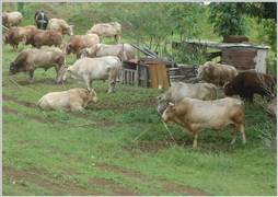 Les boeufs de la Guadeloupe