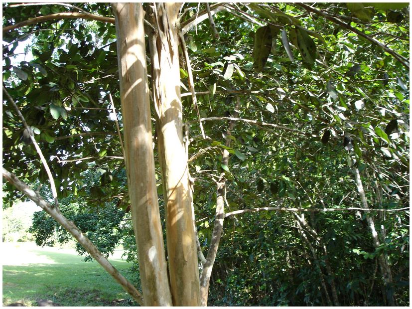 Ile Maurice, Guadeloupe, quatre épices ~ Bois D Inde Epice Ile Maurice, Guadeloupe, quatre épices ~ Bois D Inde Epice