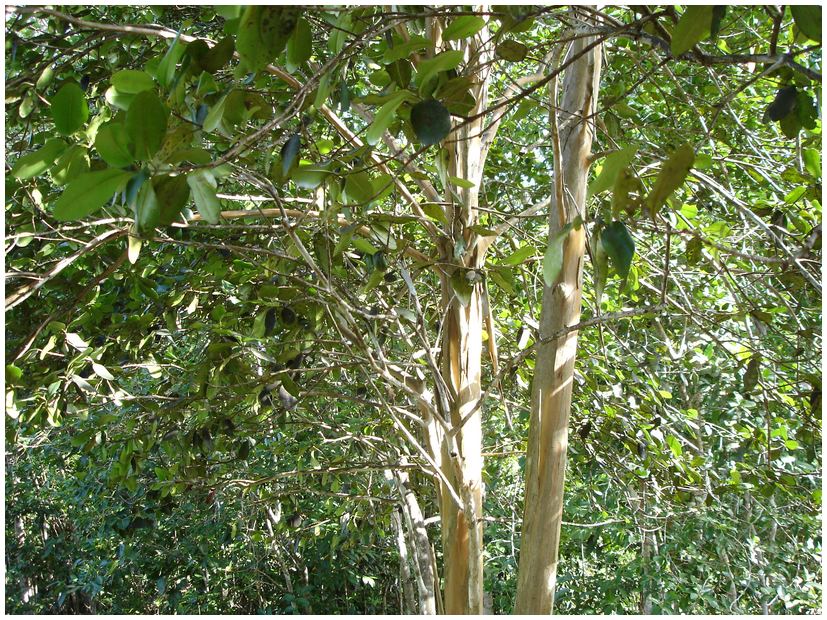 Ile Maurice, Guadeloupe, quatre épices ~ Bois D Inde Epice Ile Maurice, Guadeloupe, quatre épices ~ Bois D Inde Epice