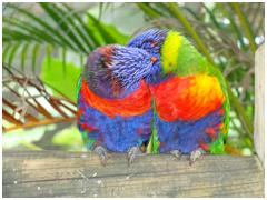 Loris et loriquets