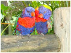 Loris et loriquets