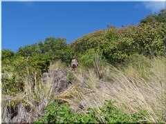 Tobago Cays